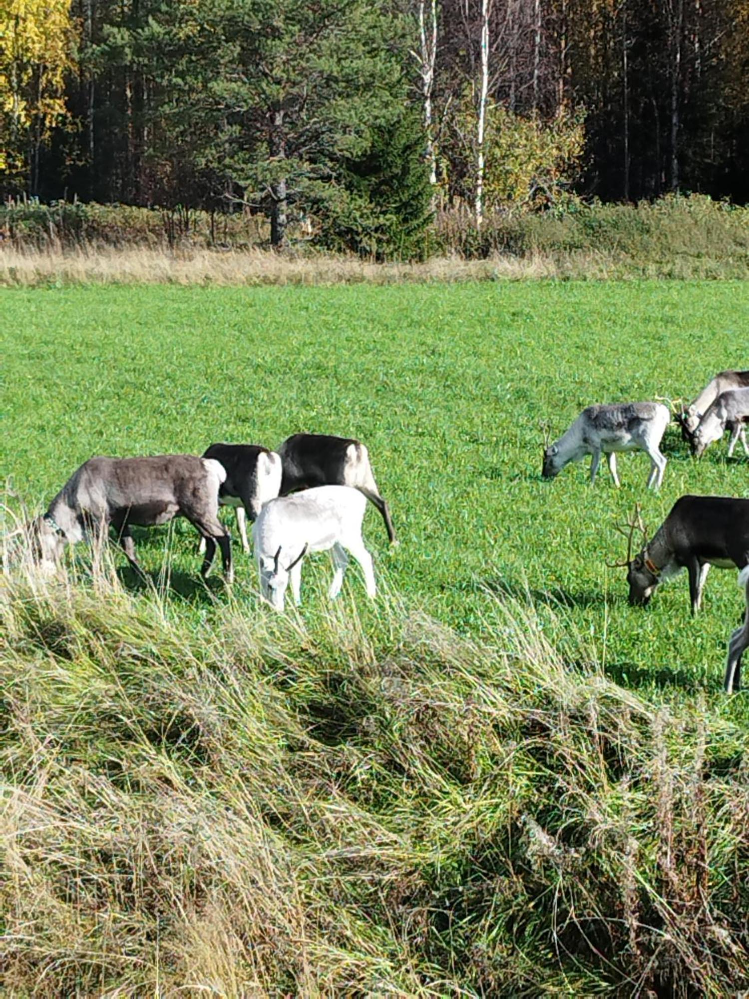 Arctic Ranch Βίλα Överkalix Εξωτερικό φωτογραφία