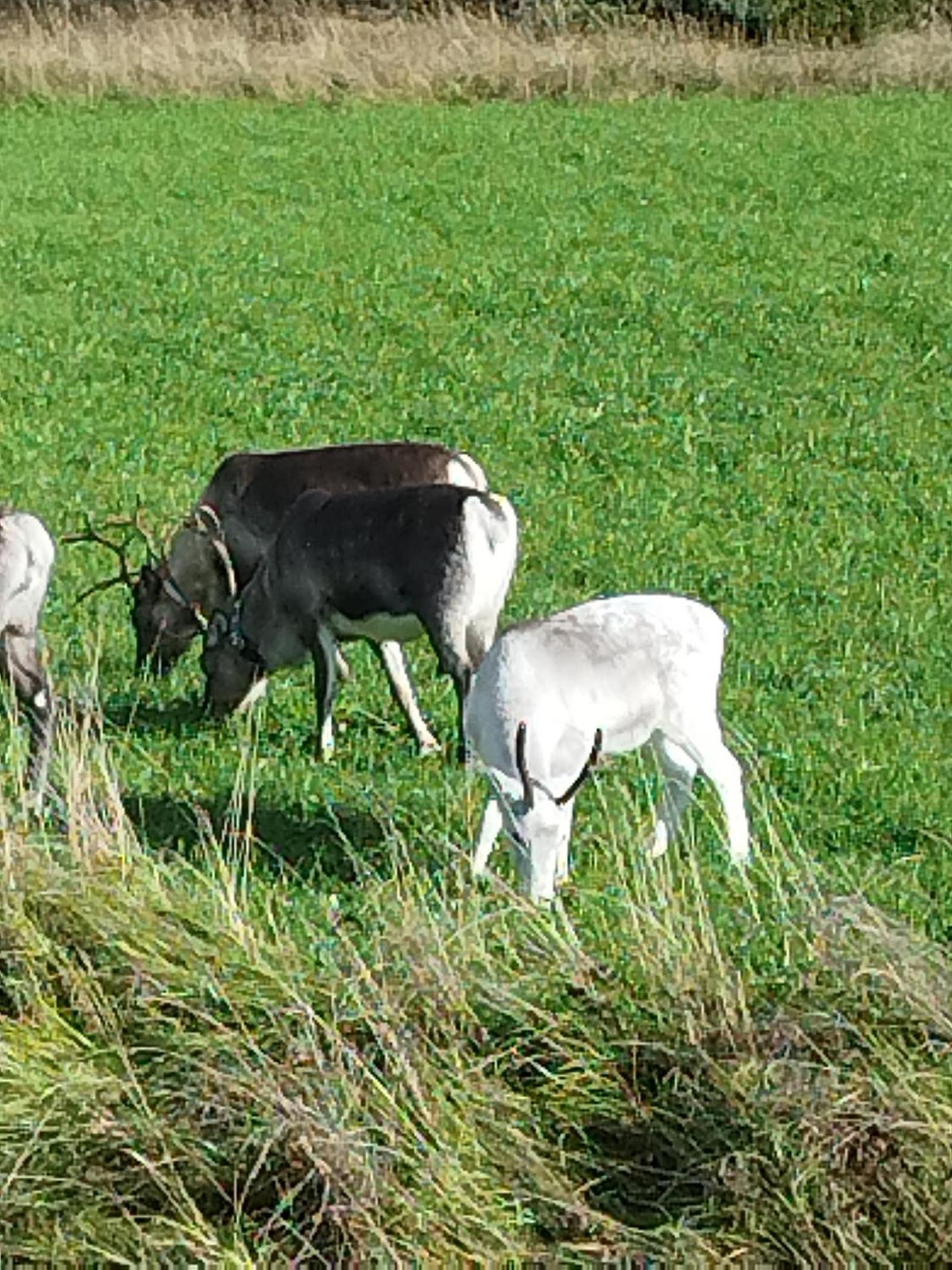 Arctic Ranch Βίλα Överkalix Εξωτερικό φωτογραφία